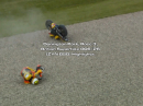Donington Park, Race 3, British Superbike R06/26 (ZYN BSB 2026) Highlights