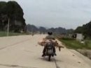 Schwein auf dem Motorrad - Fundstück der Woche