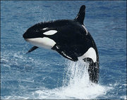 orca1966